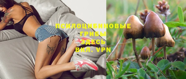 стаф Зерноград