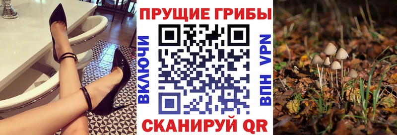 маркетплейс клад Чухлома Галлюциногенные грибы Psilocybine cubensis